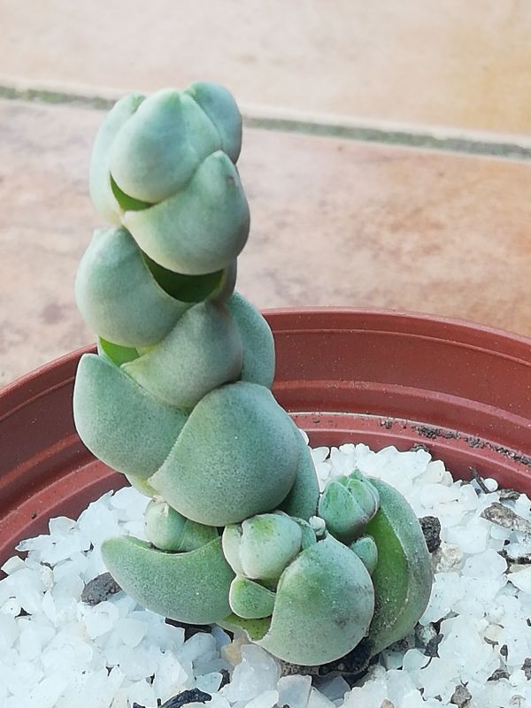 Una foto de Crassula plegmatoides  