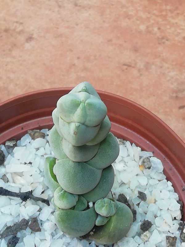 Una foto de Crassula plegmatoides  