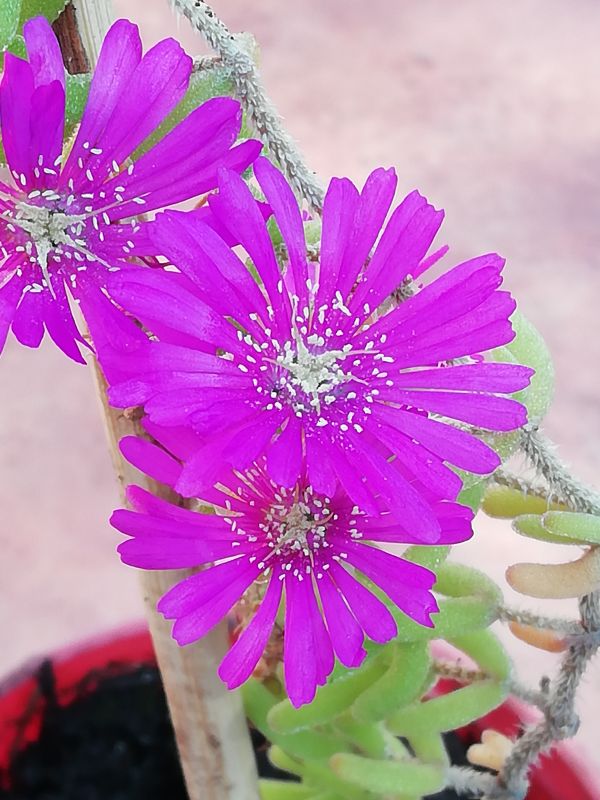 A photo of Drosanthemum hispidum  