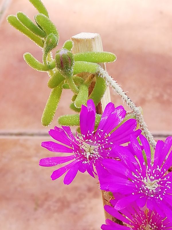 A photo of Drosanthemum hispidum  