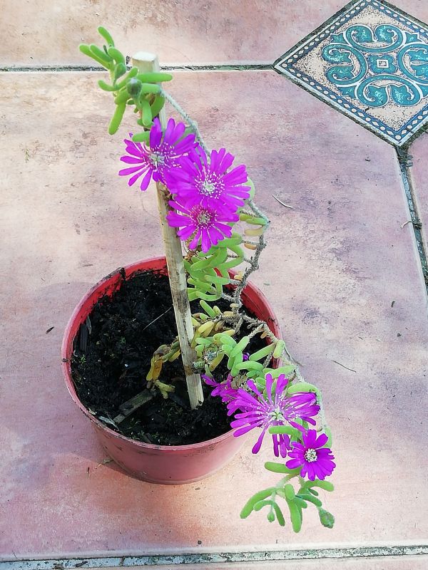 A photo of Drosanthemum hispidum  