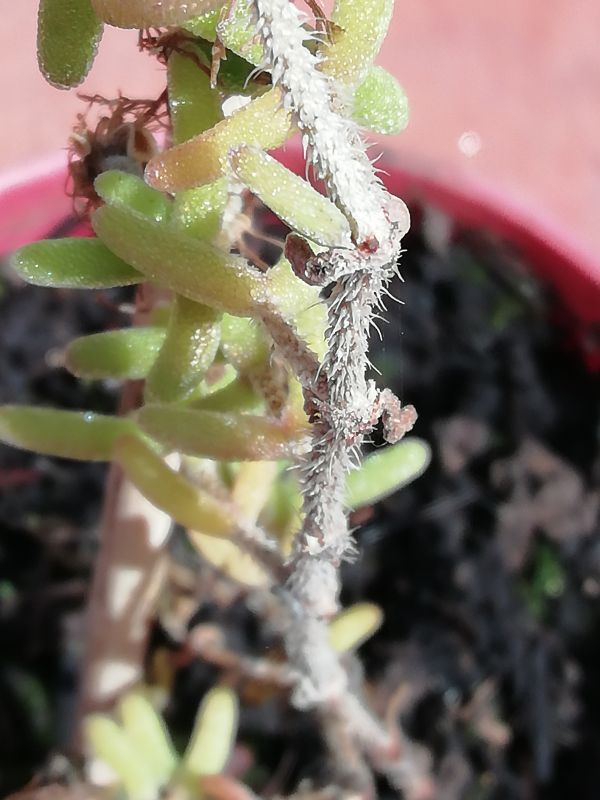 A photo of Drosanthemum hispidum  
