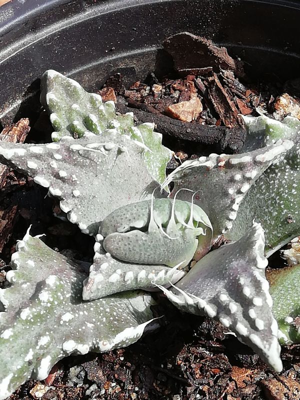 Una foto de Faucaria felina ssp. tuberculosa
