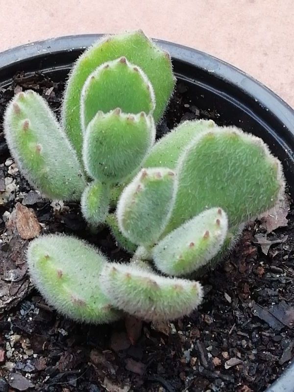 A photo of Cotyledon tomentosa