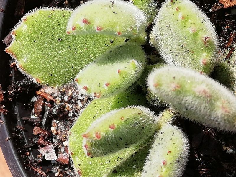 A photo of Cotyledon tomentosa