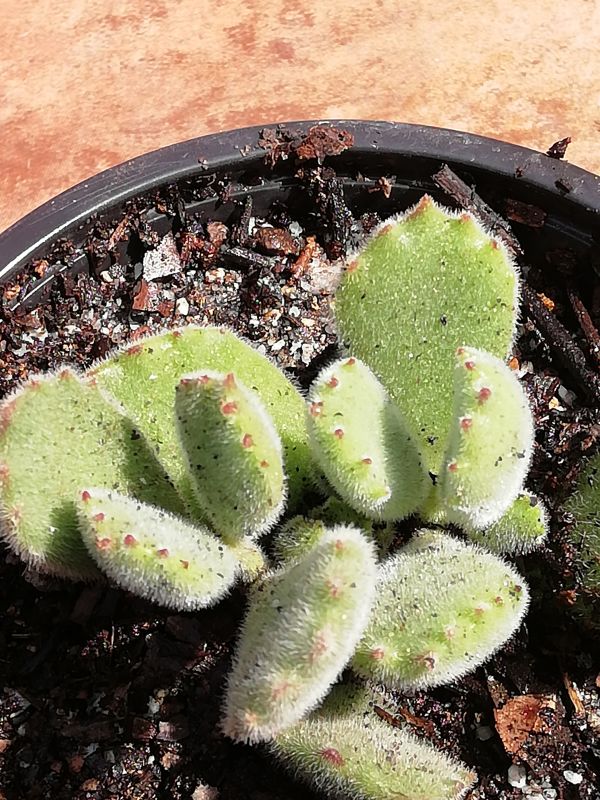 A photo of Cotyledon tomentosa