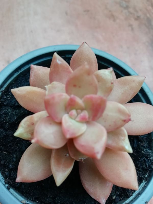 Photo of a cactus currently being identified