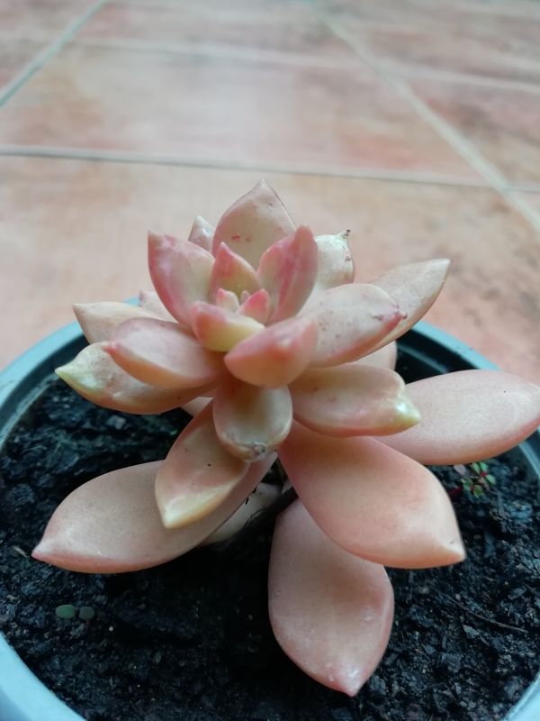 Photo of a cactus currently being identified