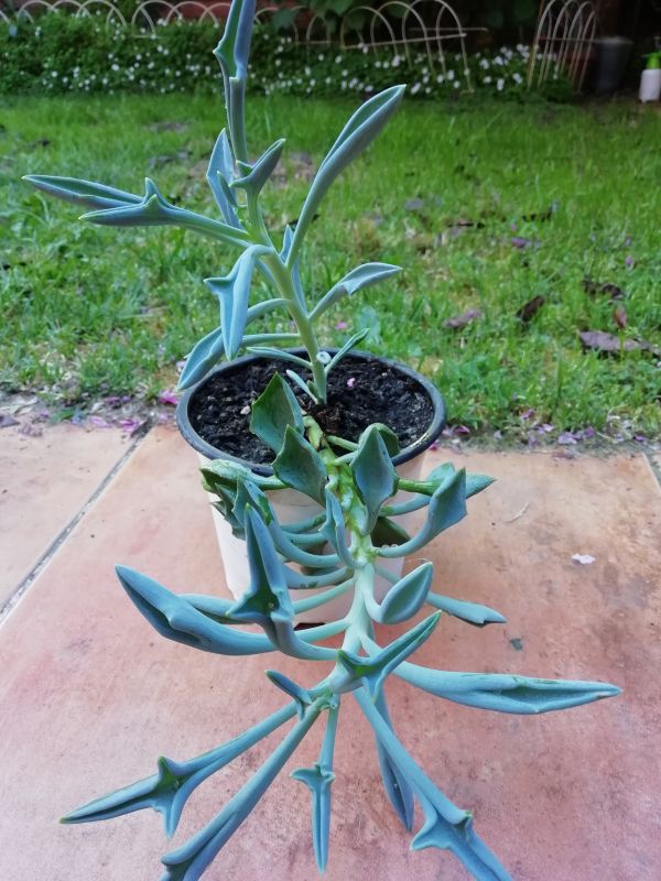 A photo of Senecio kleiniiformis
