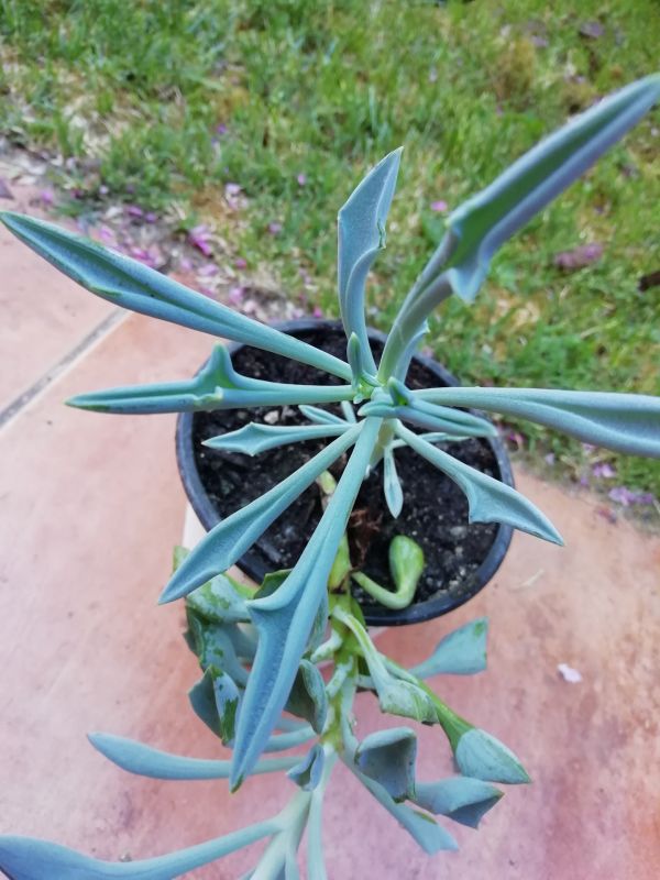 A photo of Senecio kleiniiformis