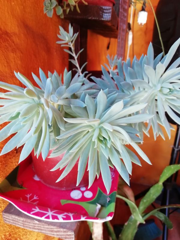 Una foto de Graptoveria cv. fanfare