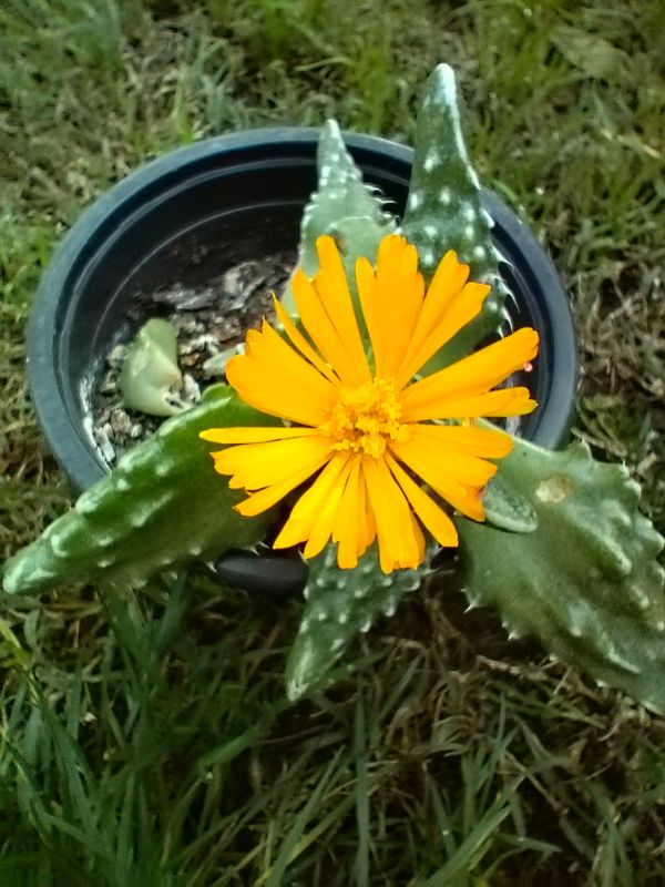Una foto de Faucaria felina ssp. tuberculosa