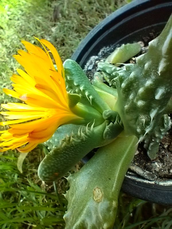 Una foto de Faucaria felina ssp. tuberculosa