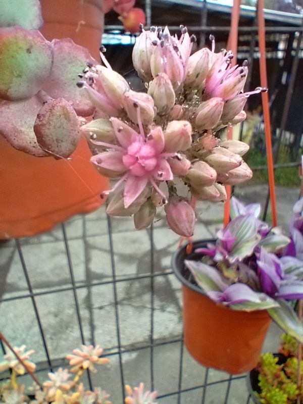 Photo of a cactus currently being identified