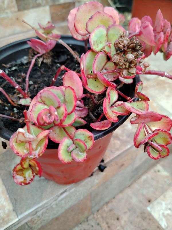 Photo of a cactus currently being identified