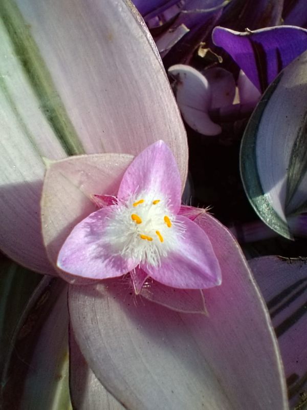Una foto de Tradescantia fluminensis