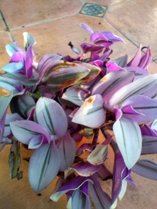 Una foto de Tradescantia fluminensis