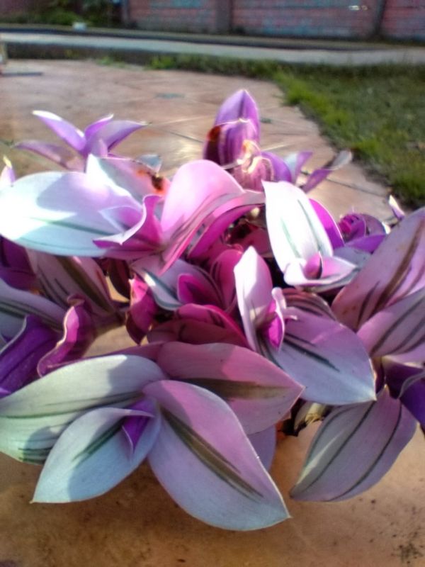 Una foto de Tradescantia fluminensis