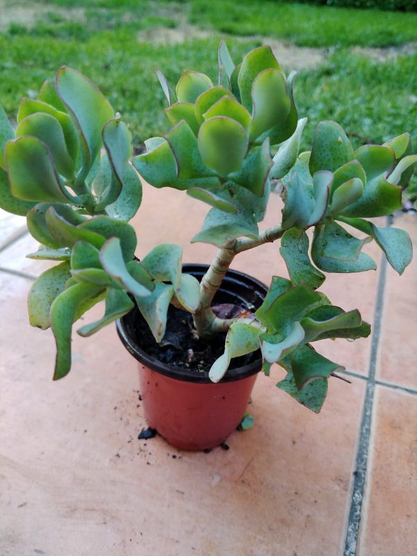 Foto de un cactus que se está identificando actualmente