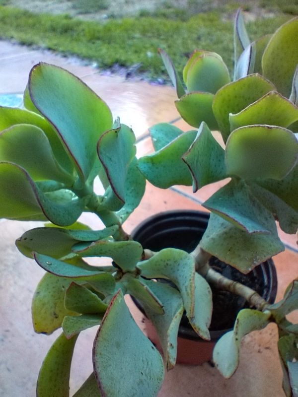 Foto de un cactus que se está identificando actualmente