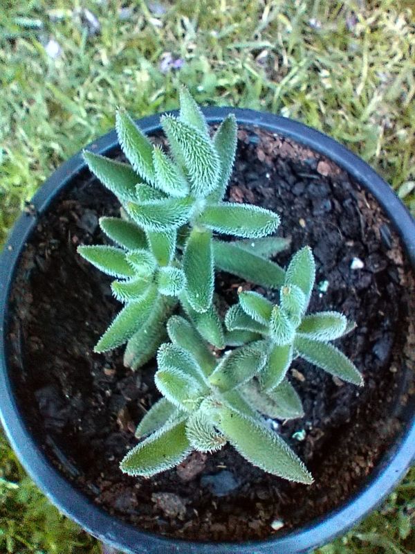Foto de un cactus que se está identificando actualmente