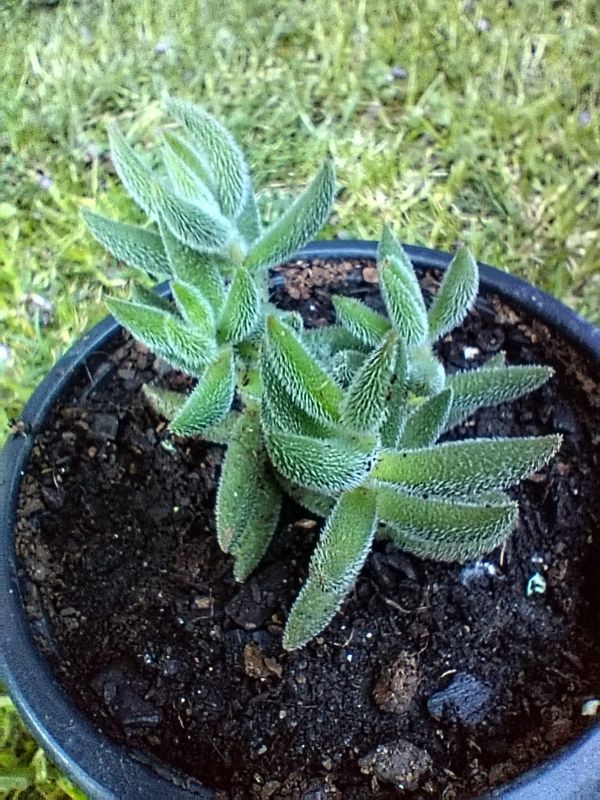 Foto de un cactus que se está identificando actualmente
