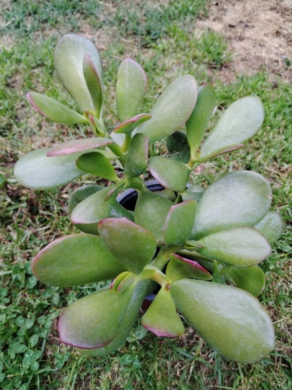 Photo of a cactus currently being identified