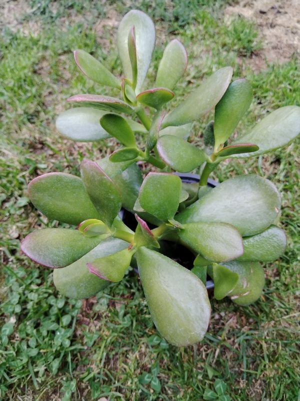 Photo of a cactus currently being identified