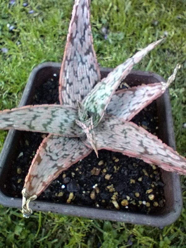 Photo of a cactus currently being identified