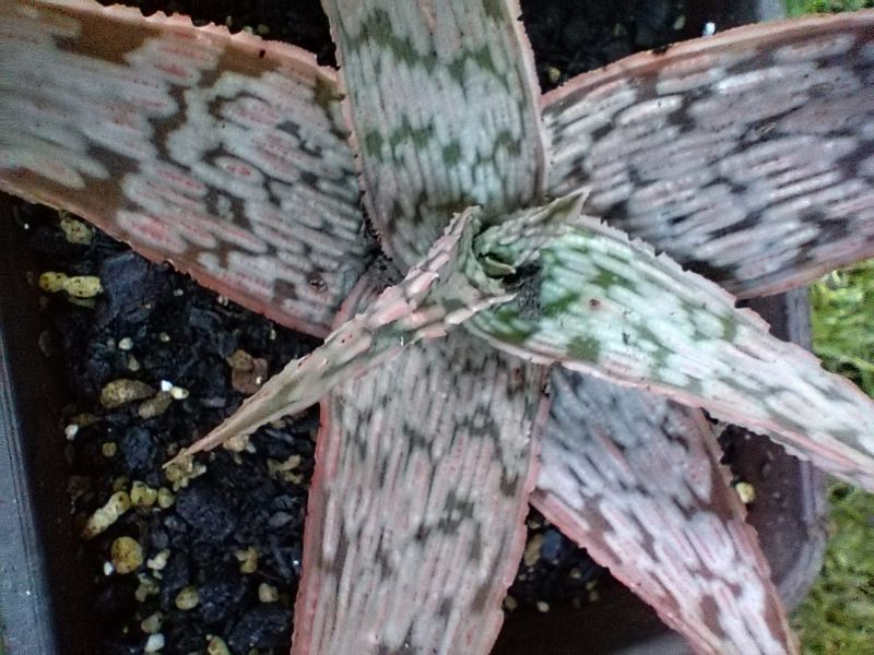 Photo of a cactus currently being identified