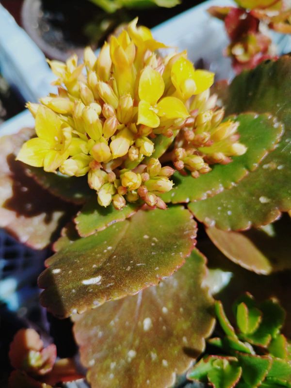 Una foto de Kalanchoe blossfeldiana