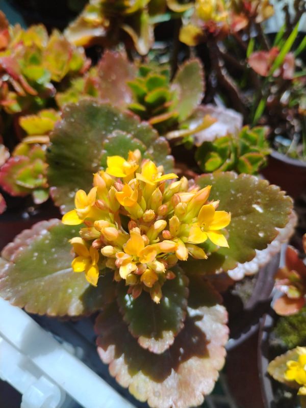 Una foto de Kalanchoe blossfeldiana