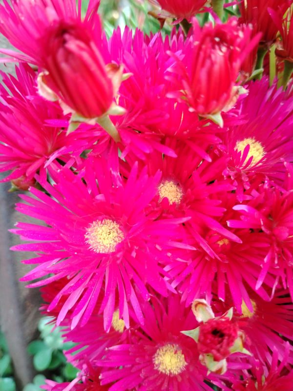 Photo of a cactus currently being identified