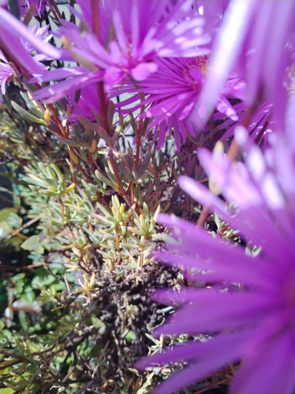 Foto de un cactus que se está identificando actualmente