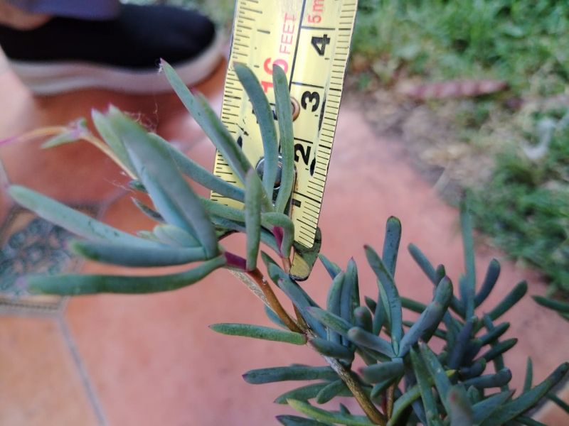 Foto de un cactus que se está identificando actualmente