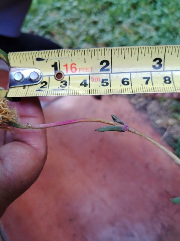 Foto de un cactus que se está identificando actualmente