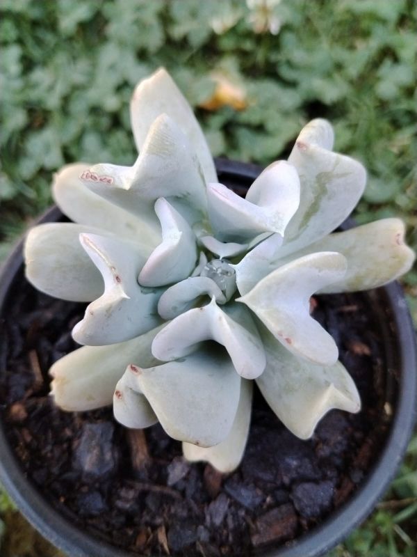 Foto de un cactus que se está identificando actualmente