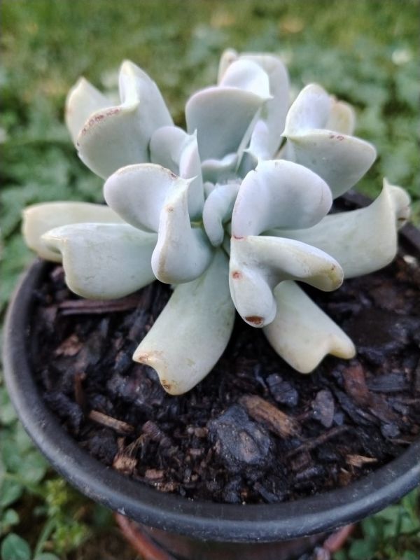 Foto de un cactus que se está identificando actualmente