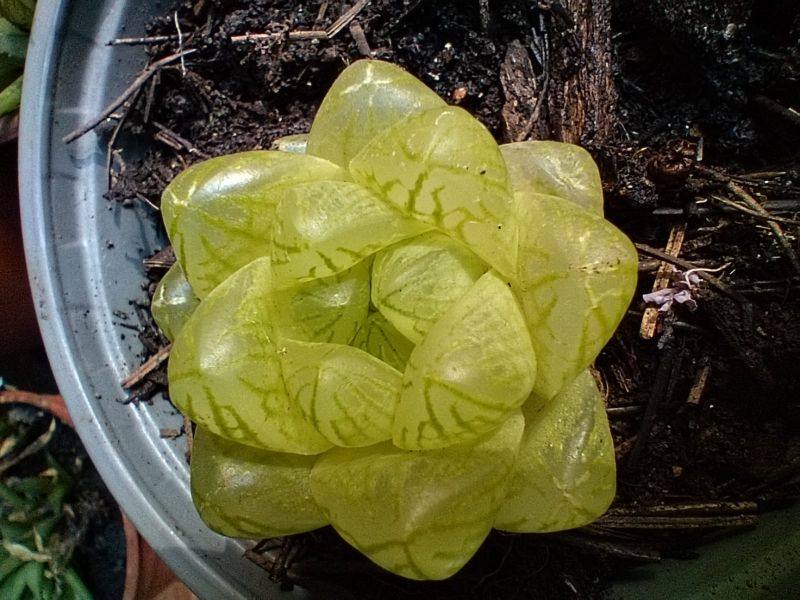 Foto de un cactus que se está identificando actualmente