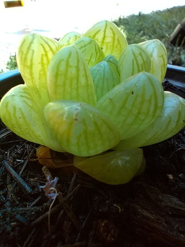 Foto de un cactus que se está identificando actualmente