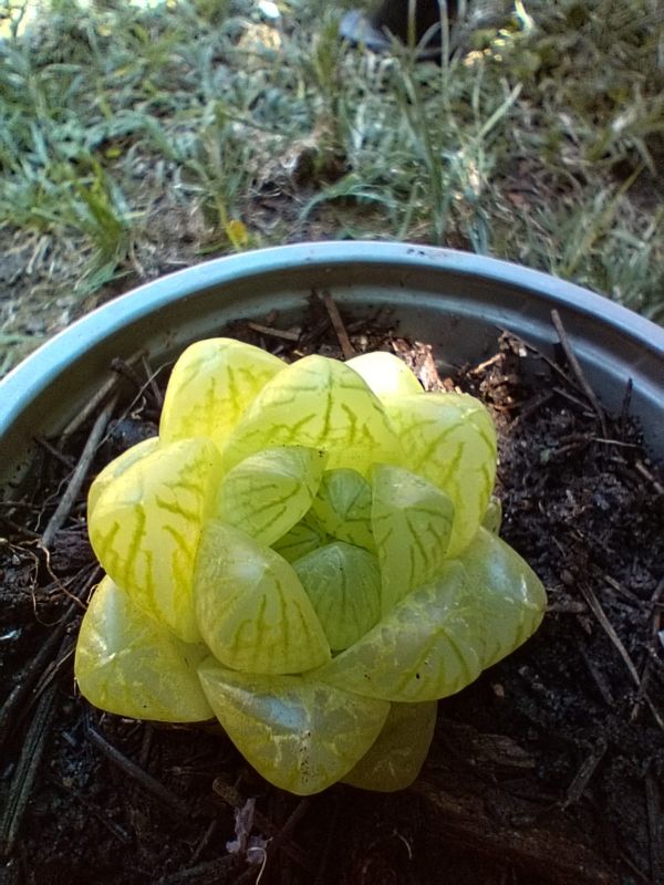 Foto de un cactus que se está identificando actualmente