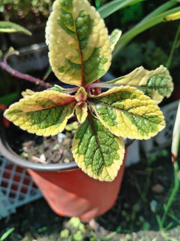 Foto de un cactus que se está identificando actualmente