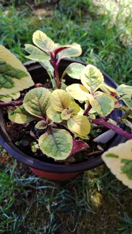 Foto de un cactus que se está identificando actualmente