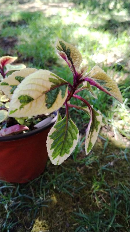 Foto de un cactus que se está identificando actualmente