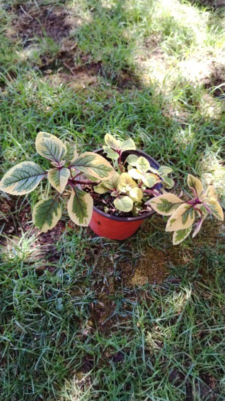 Foto de un cactus que se está identificando actualmente