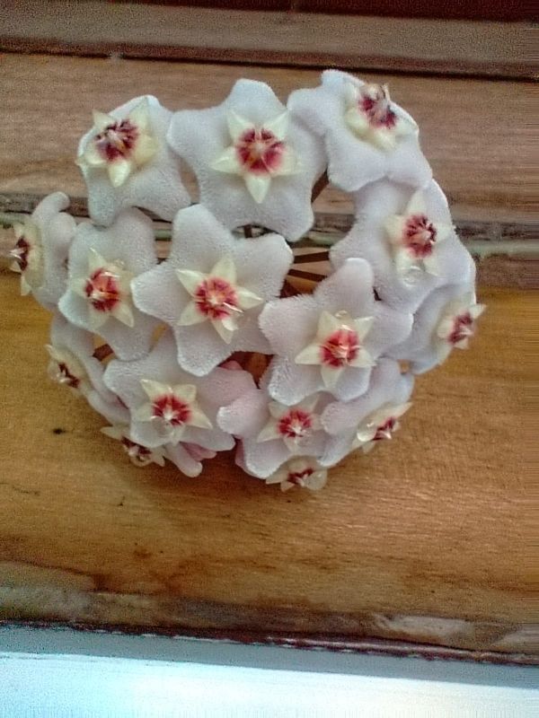 Foto de un cactus que se está identificando actualmente