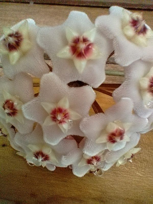 Foto de un cactus que se está identificando actualmente