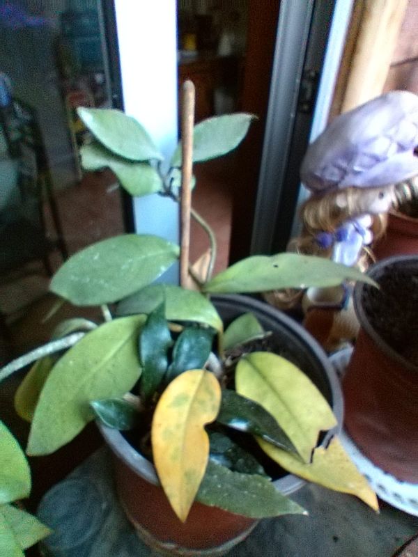 Foto de un cactus que se está identificando actualmente