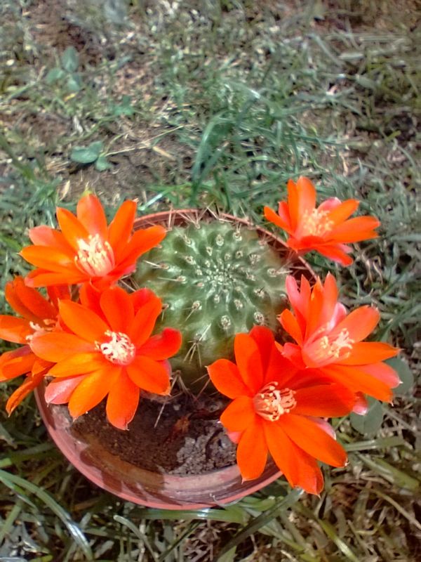 Photo of a cactus currently being identified