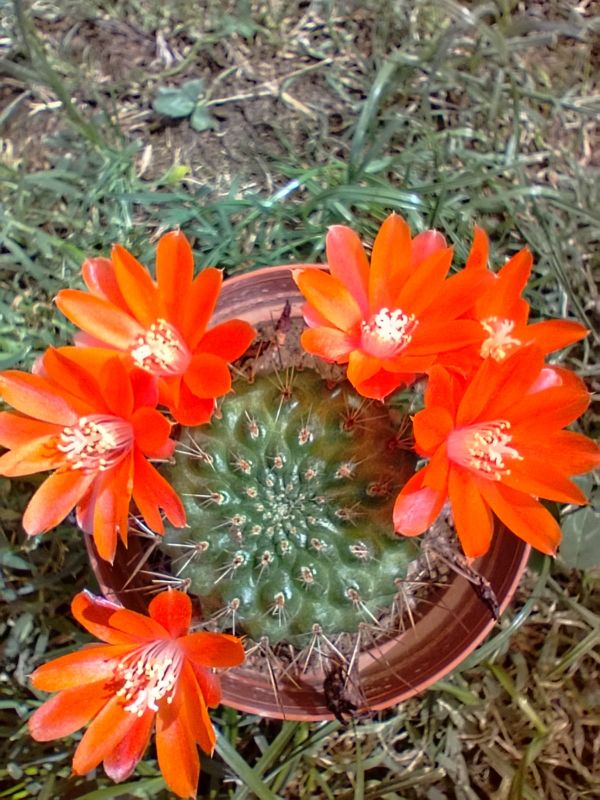 Photo of a cactus currently being identified